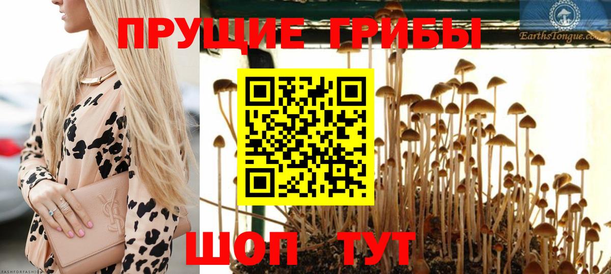 Псилоцибиновые грибы Magic Shrooms  Псилоцибиновые грибы GOLDEN TEACHER  Вологда  Вход с VPN 